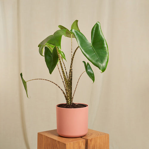 Elefantenohr Zebrina